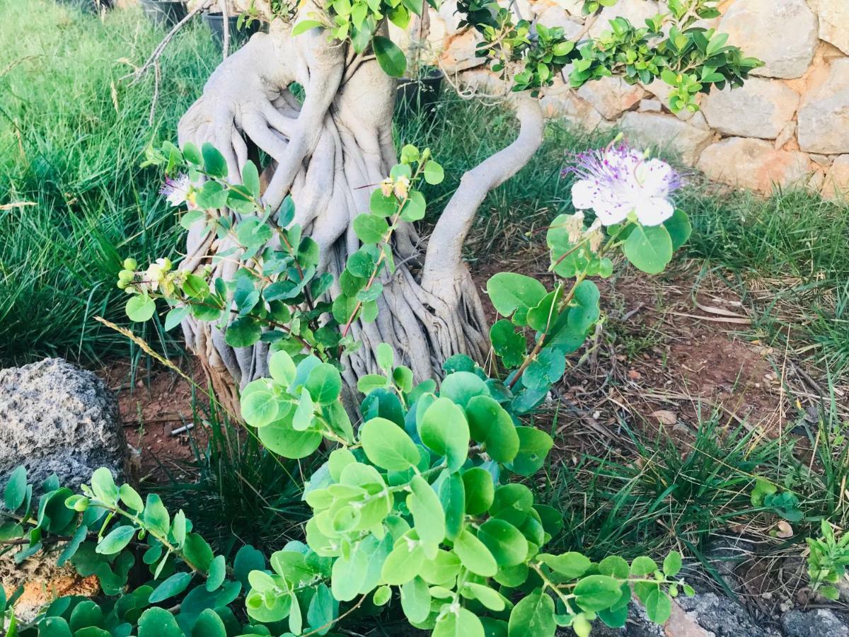 Villa Di Maria San Vito Lo Capo Zewnętrze zdjęcie